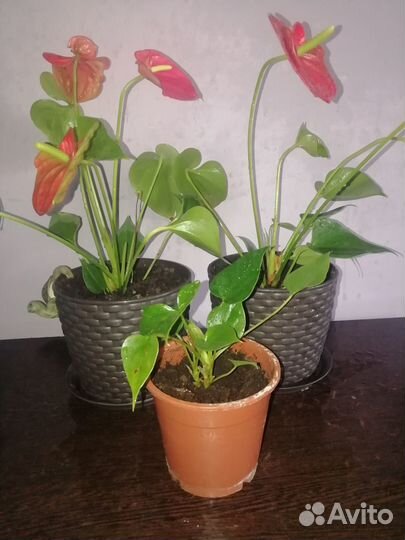 Продам Комнатные растения