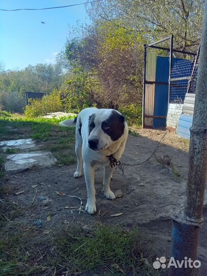 Среднеазиатская овчарка алабай щенки