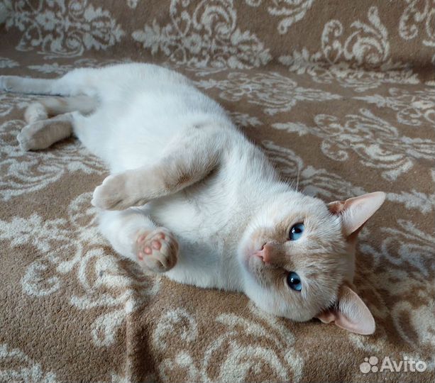 Кот Марсик ищет дом