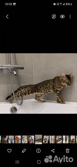 Бенгальская кошка