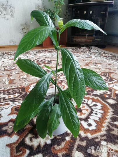 Пахистахис