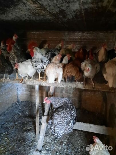 Куры и индюки