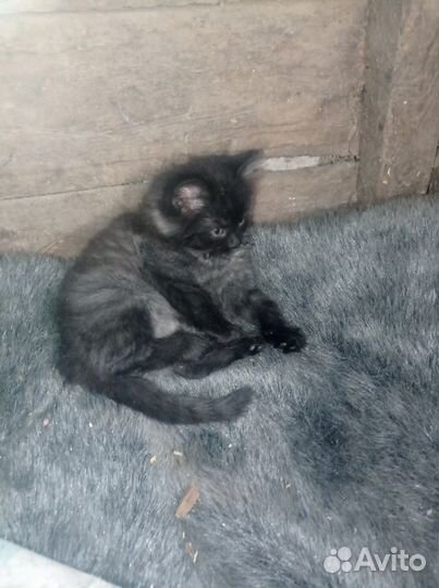 Котенок