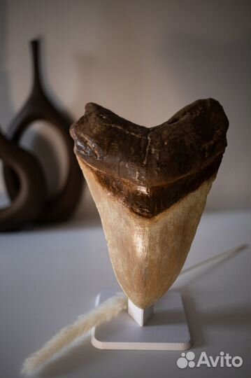 Зуб Акулы мегалодон с подставкой