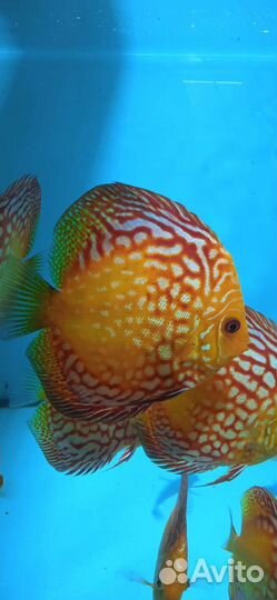 Дискусы подростки от разводчика