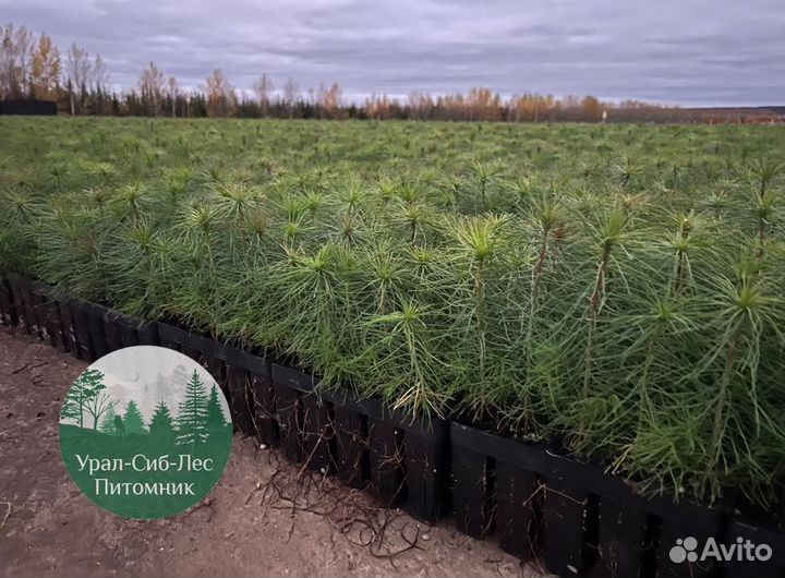 Зкс Сосна сеянцы Ели Лиственницы окс Голуб Горная