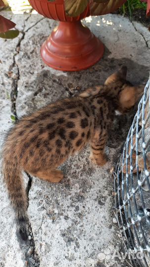 Бенгальские котята