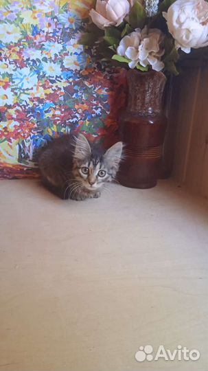 Котята в добрые руки бесплатно