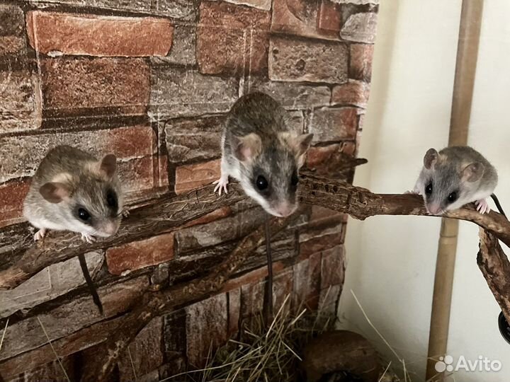 Акациевые крысы