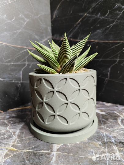 Хавортия Спайдер Вайт в горшочке