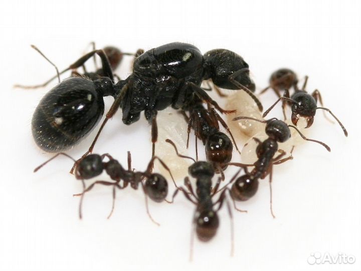 Муравьи Messor structor, Lasius niger, Жук знахарь