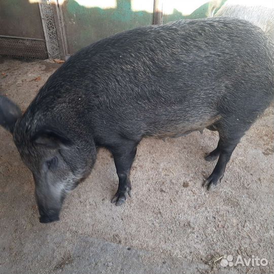 Венгерскся мангалица
