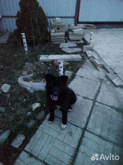 Собака в добрые руки