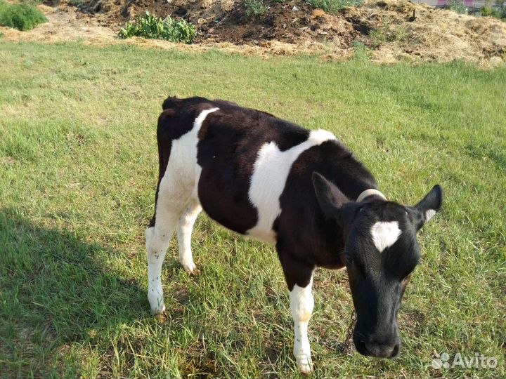 Телочка 4 месяца