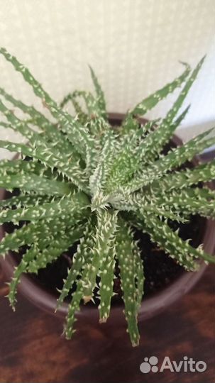 Алоэ Хумилис