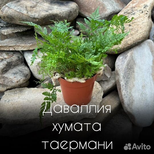 Даваллия хумата таермани