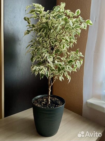Фикус бенджамина большой