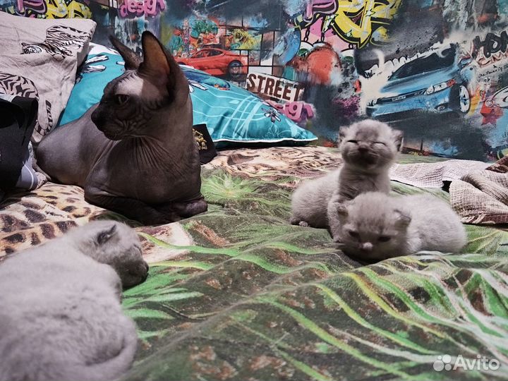 Котята отдам в добрые руки бесплатно