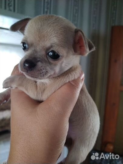 Щенки чихуахуа гладкошерстные
