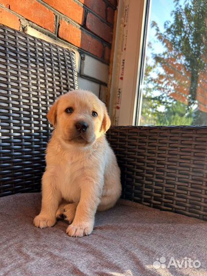 Щенки лабрадора