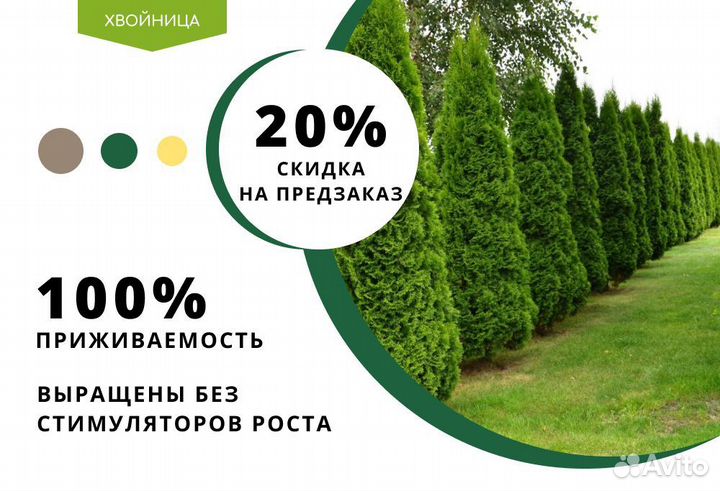 Туи крупномеры 6,5 м