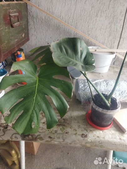 Монстерамонстера