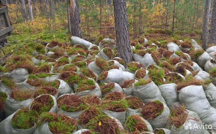 Кукушкин лён, сфагнум