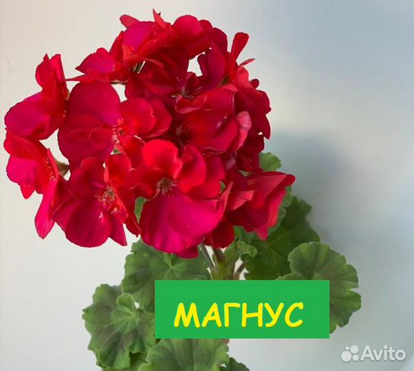 Пеларгония герань сортовая