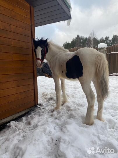 Лошади для фотосессий с инструктором