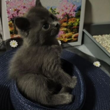 Бразильский короткошёрстный котёнок