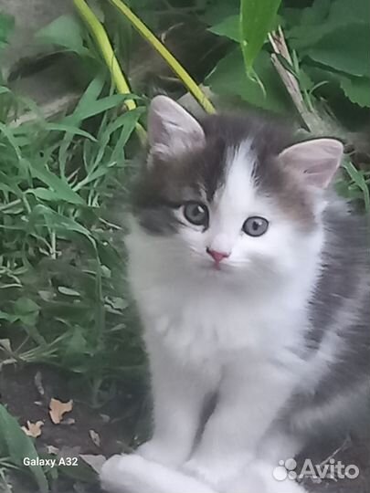 Котята в добрые руки. Трикомочка счастья)