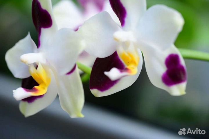 Орхидея Phal. fangtastic Green Envy