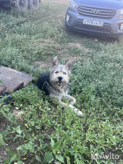 Собака в добрые руки отдам бесплатно