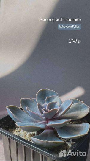 Суккуленты часть 2