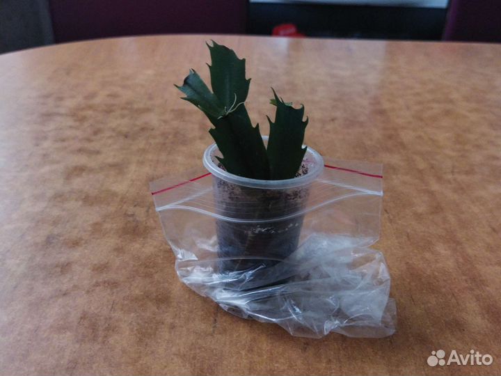 Декабрист шлюмбергера желтый