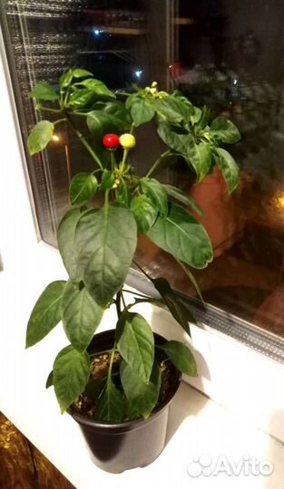 Перчики острые и сладкие балконные 7 лучших сортов