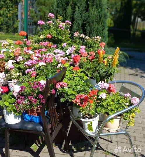 Пеларгонии сортовые