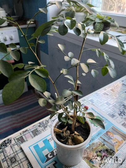 Муррайя метельчатая