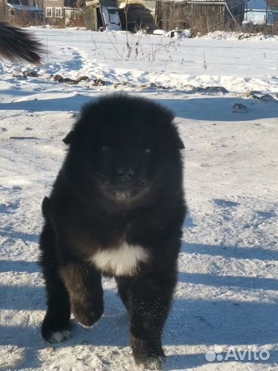 Щенок волкособа