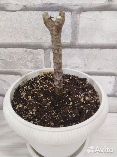 Пальма драцена