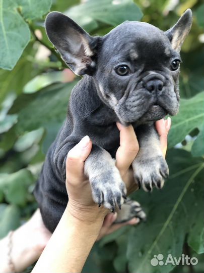 Французики