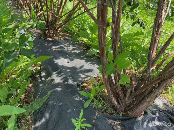 Геоткань Агротекс 100 (1,6м рулон 50м) черный