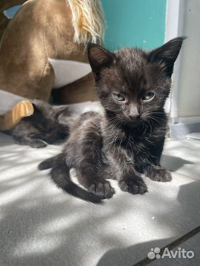 Отдаю котят