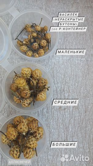 Василек бутоны