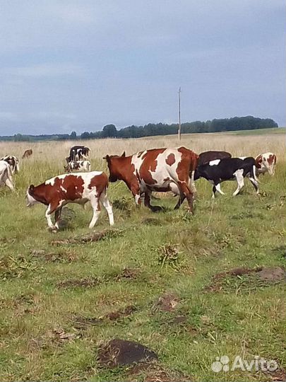 Корова дойная