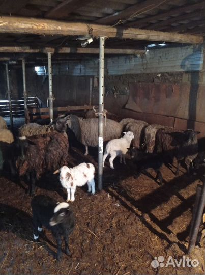 Овцы бараны ягнята оптом