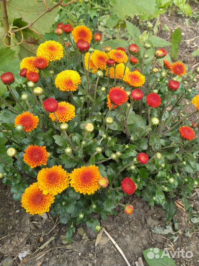 Хризантемы мультифлора