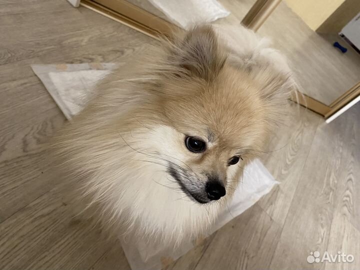 Продам Померанского шпица