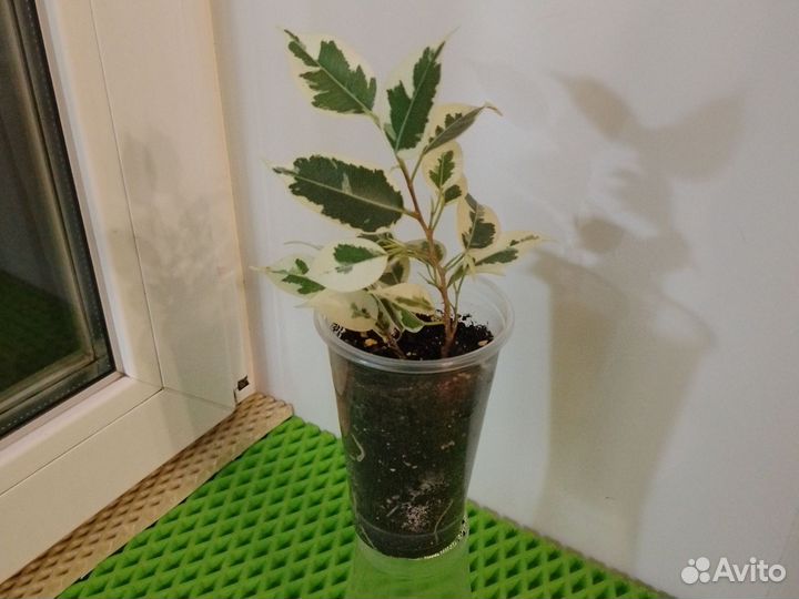 Фикус вариегатный