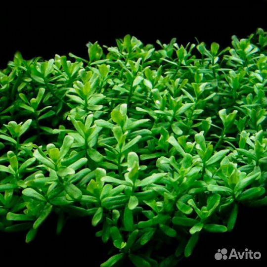 Хедиотис Зальцмана, меристема